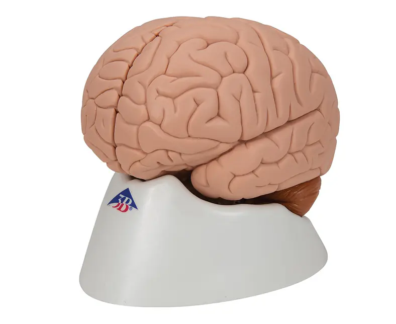 C15_06_1200_1200_Menschliches-Gehirnmodell-2-teilig.jpg