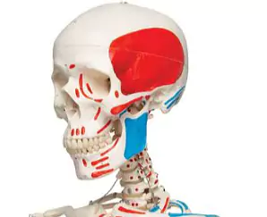 2022-10-04 16_51_02-Menschliches Skelett Modell _Max_, lebensgroß mit Muskeldarstellung, auf Metalls.png