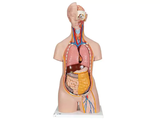 Anatomische Modelle und medizinische Simulatoren
