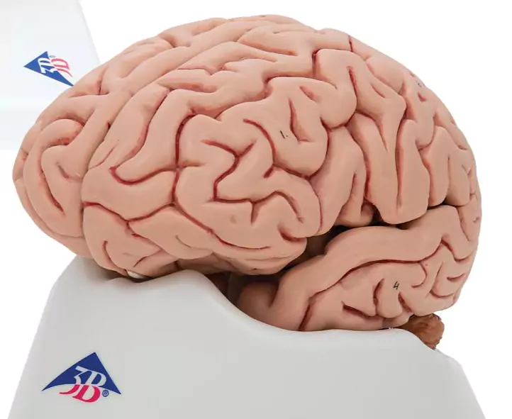 2023-11-07 11_16_52-Anatomie Set Gehirnmodelle – Pro-Lehrsysteme.png